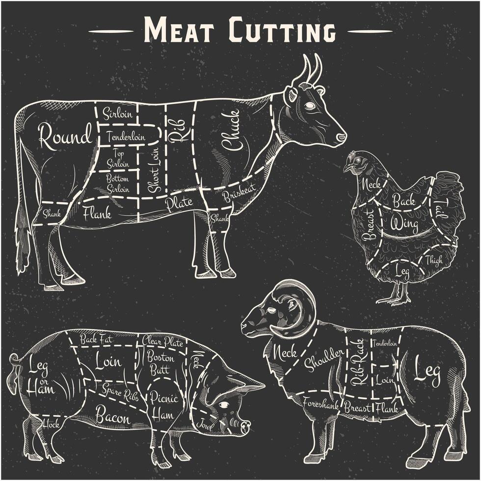 Animal meat cutting diagrams. Farm meat of cow, pig, lamb and chicken. Vector plcat in vintage style