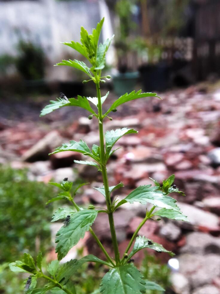 escoparia dulcis es un especies de floración planta pertenencia a el plantaginaceae familia. salvaje plantas al aire libre. foto