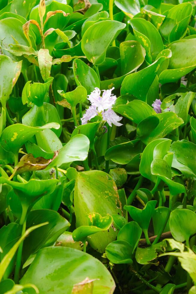 Eichhornia, water hyacinth. Eichhornia is a genus of aquatic flowering plants in the family Pontederiaceae. This genus originates from South America. Wild plants that live in water. photo