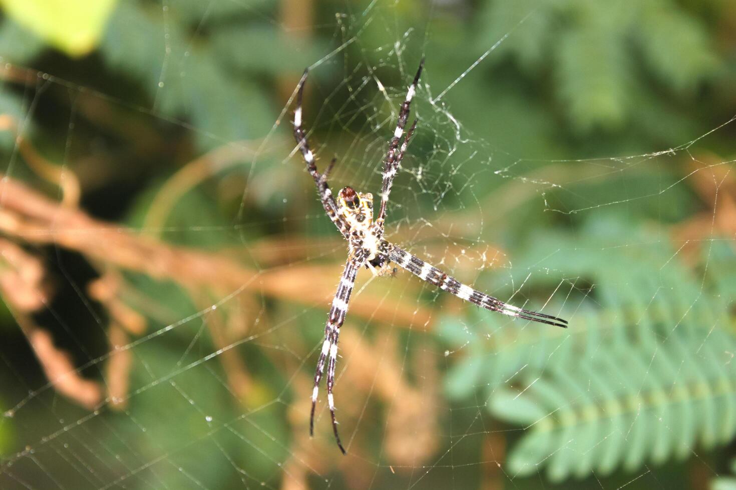 Argiope appensa is a species of spider in the family Araneidae. This species is also part of the genus Argiope and the order Araneae. Macro animal photos. photo