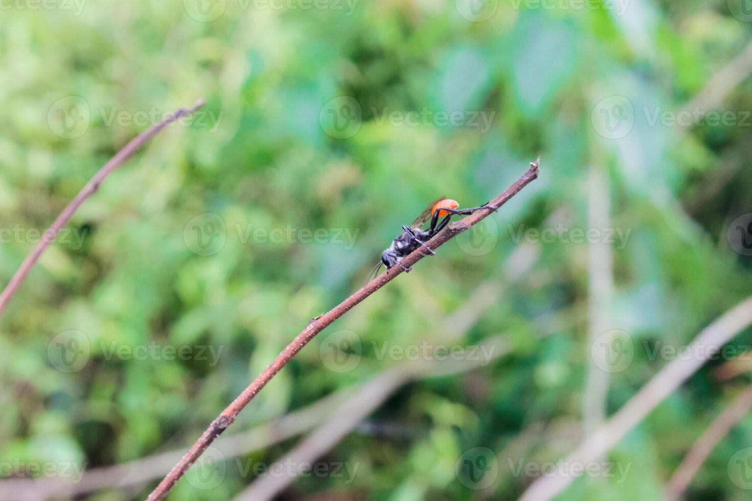 Hermetia illucens, the black soldier fly, is a common and widespread fly of the Stratiomyidae family. A black fly was perched on a tree trunk. photo