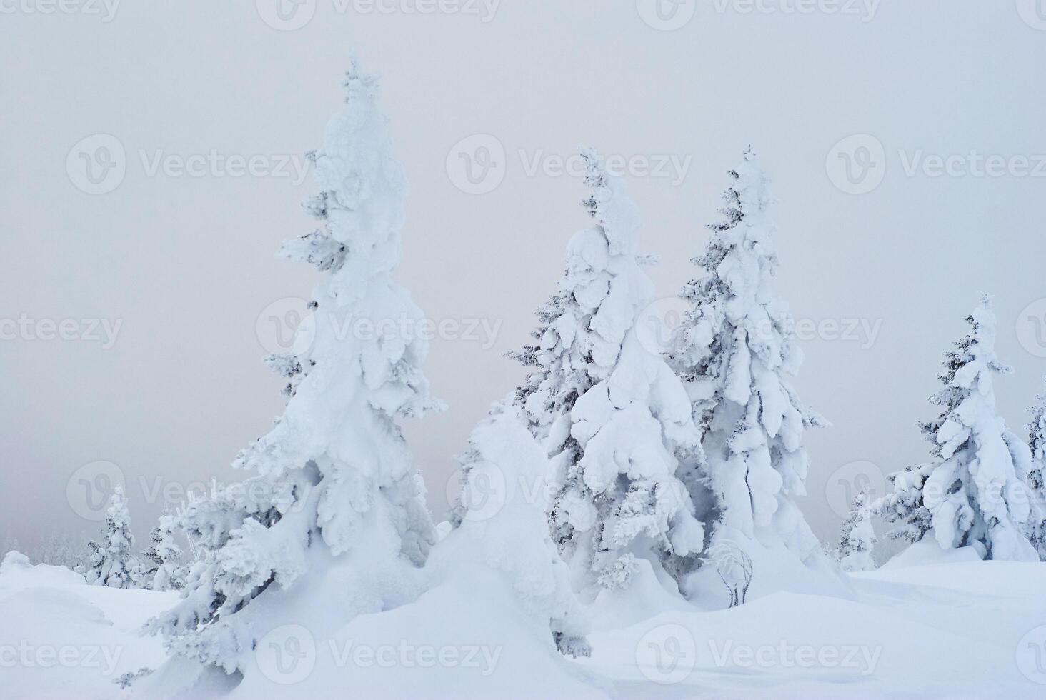 invierno montaña paisaje - Nevado bosque en un escarchado calina foto