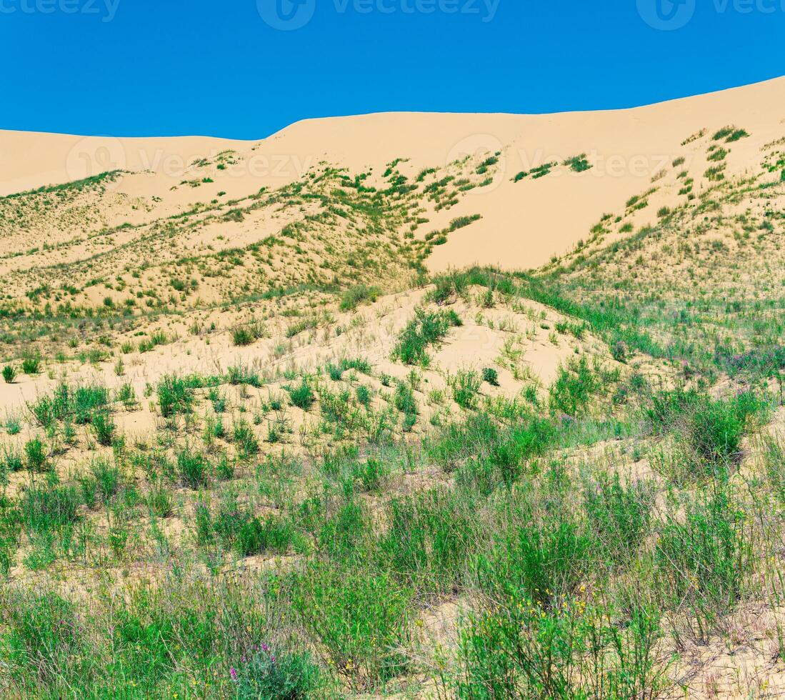 slope of a sand dune with plants blooming in spring, Sarykum dune in Dagestan photo
