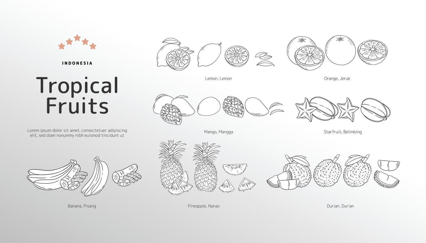 Isolated Tropical fruits outline illustration vector