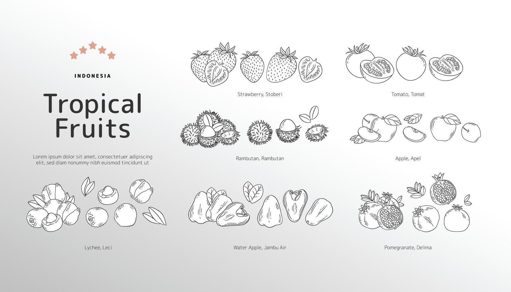 aislado tropical frutas contorno ilustración vector
