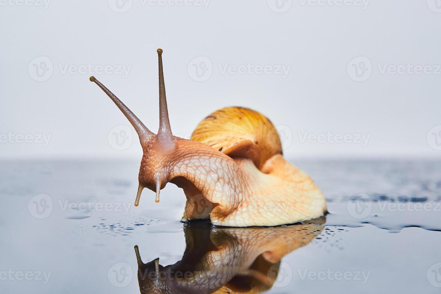 live snail looks at its reflection on a smooth black surface against a light background photo