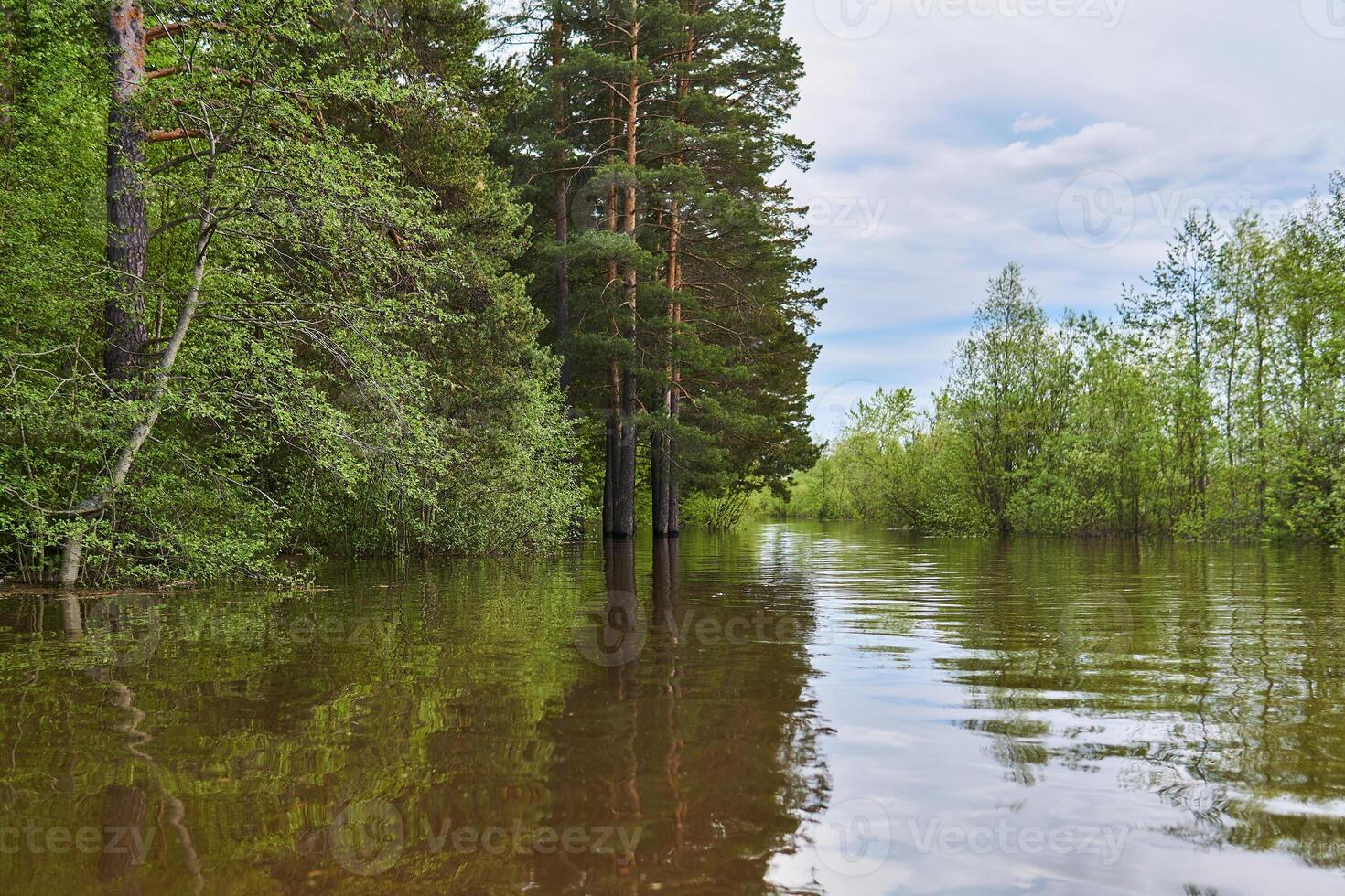 forest glade flooded during the flood photo