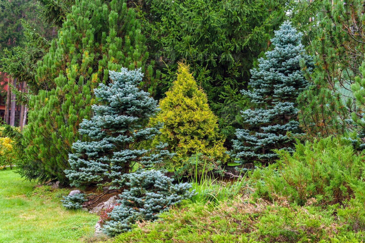 various conifers as an element of landscape design photo