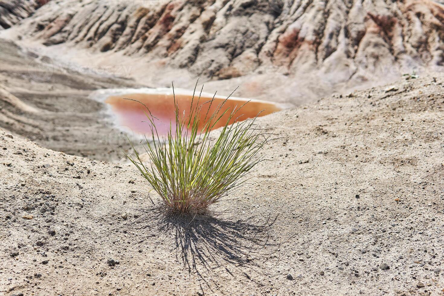 lonely bush of grass in the desert on the background of a salt lake photo