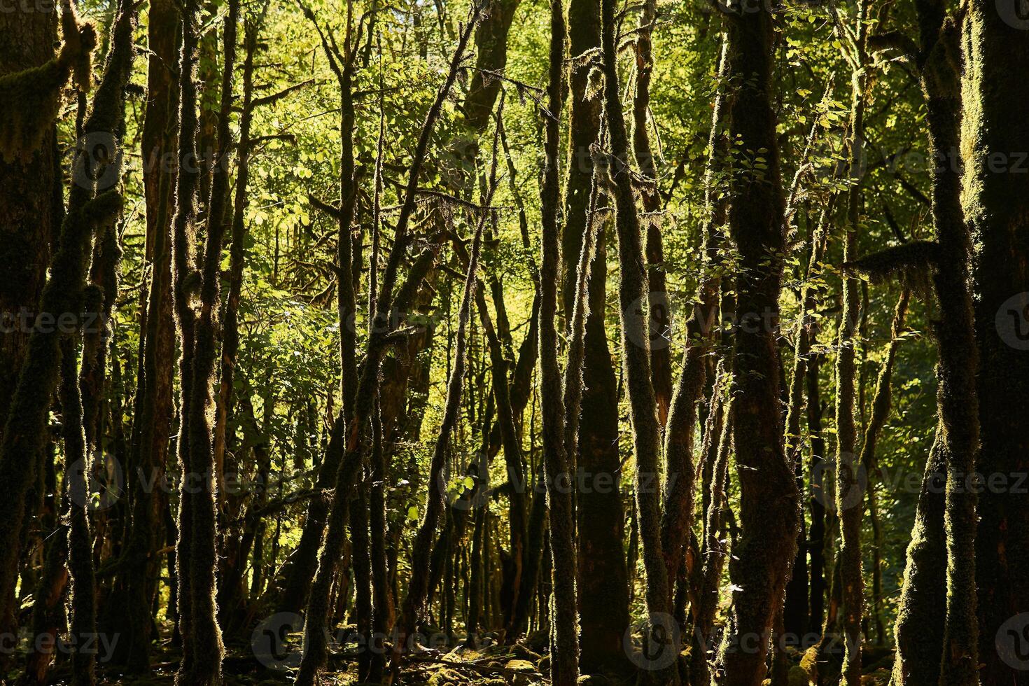 dead boxwood forest due to box tree moth infestation in Caucasus, Russia photo