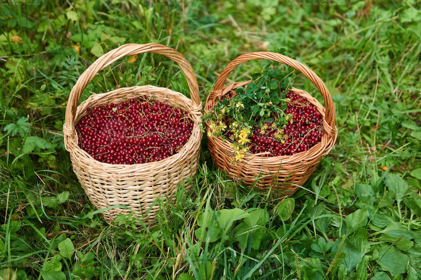 two wicker baskets with red currant berries and hypericum flowers stand in the grass photo
