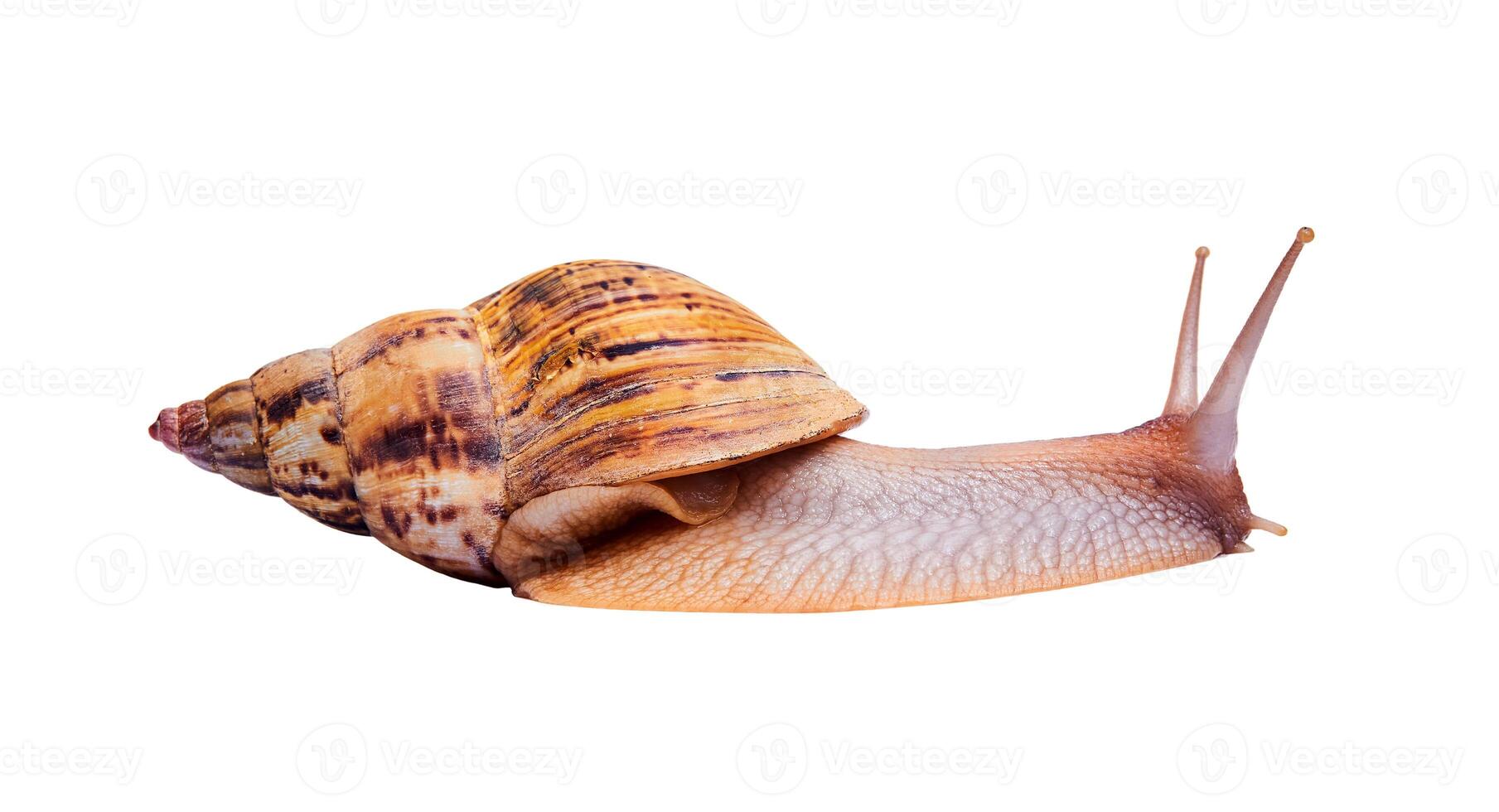 live snail achatina isolated on white background, side view photo