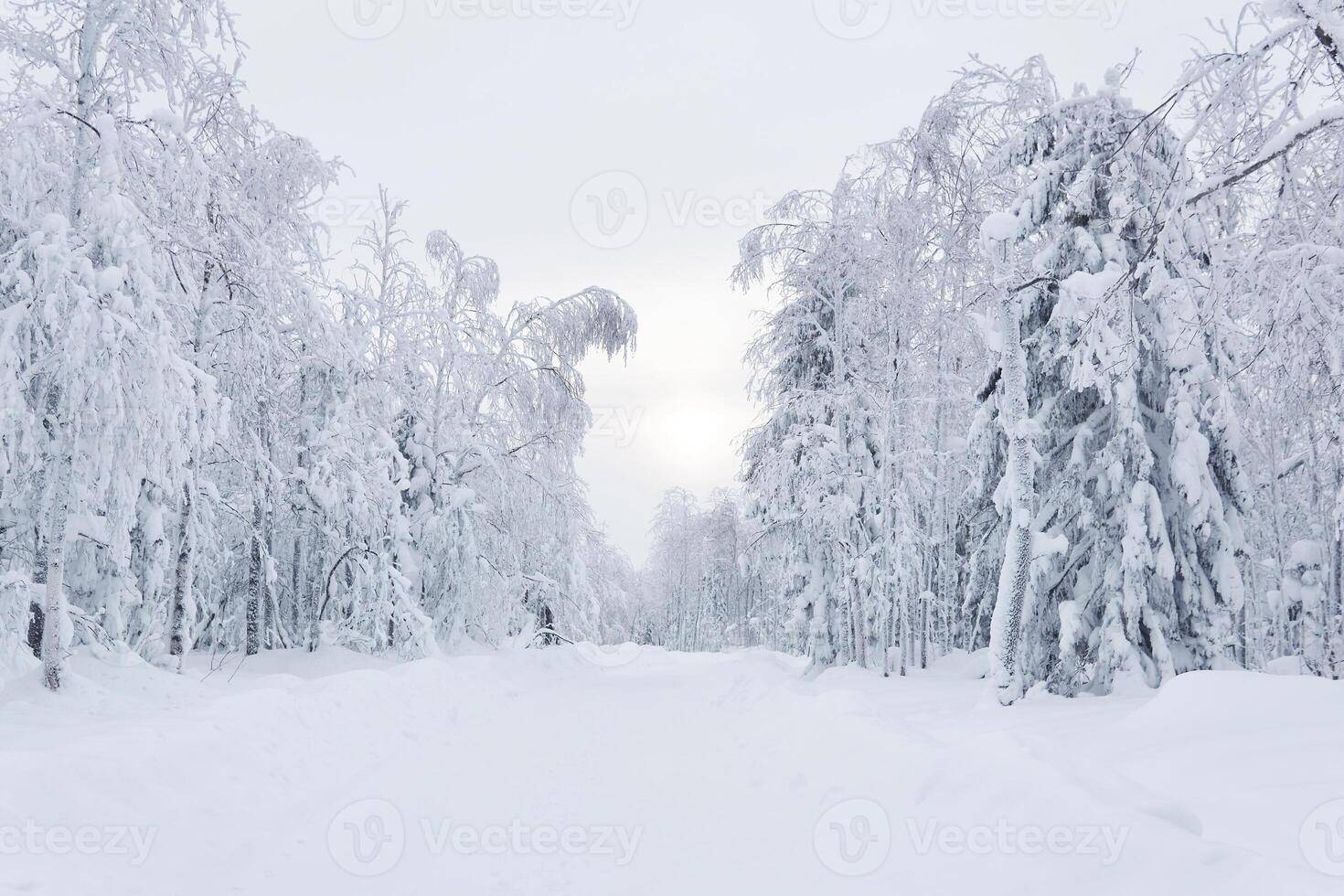 winter snowy road among frozen trees in a frosty landscape photo