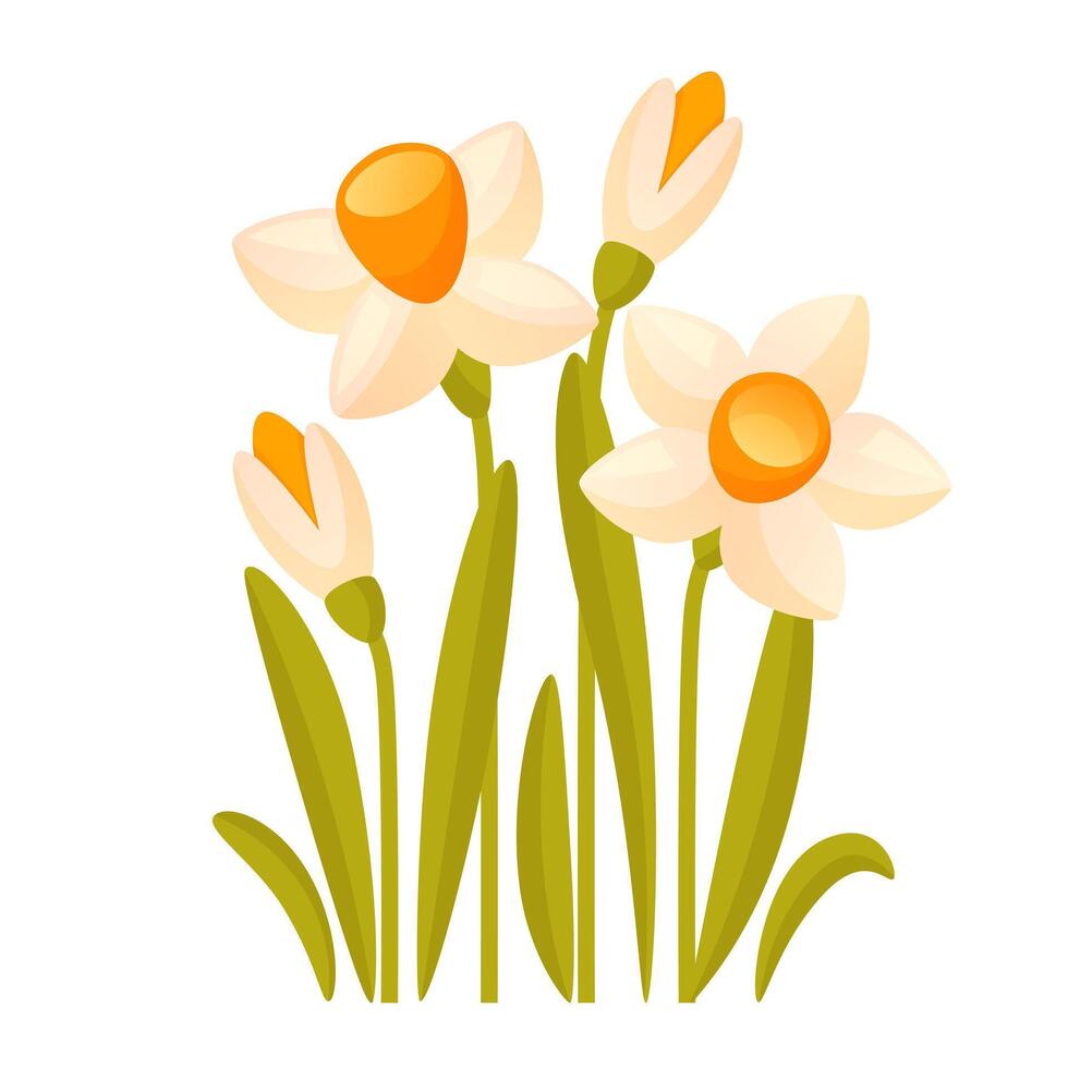 Vector set of white daffodils on a white background. Early spring garden flowers.