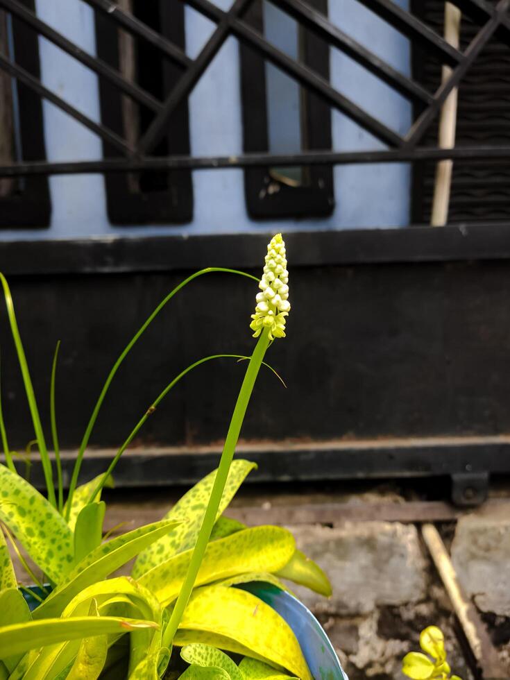 el flores de drimiopsis maculata originar desde sur África. ornamental plantas en el patio trasero. foto