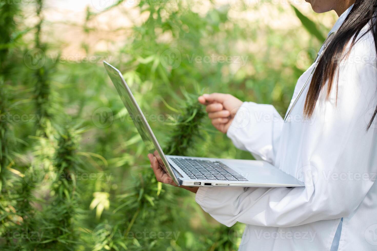 A female scientist researches cannabis with a laptop in a hemp field.  cannabinoids in marijuana CBD elements. photo