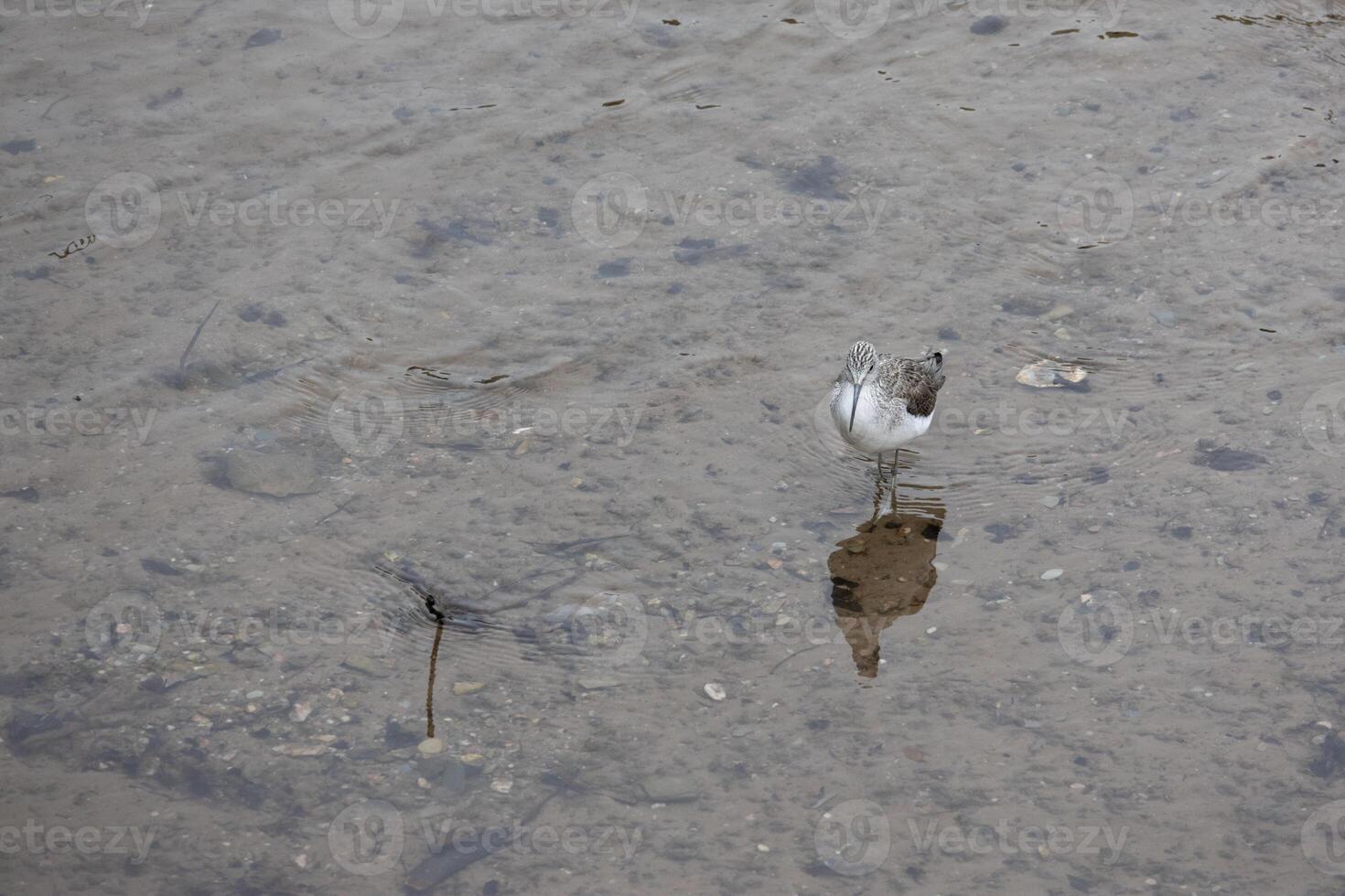 Common greenshank, Tringa nebularia, in shallow water at Kingsbridge in Devon photo