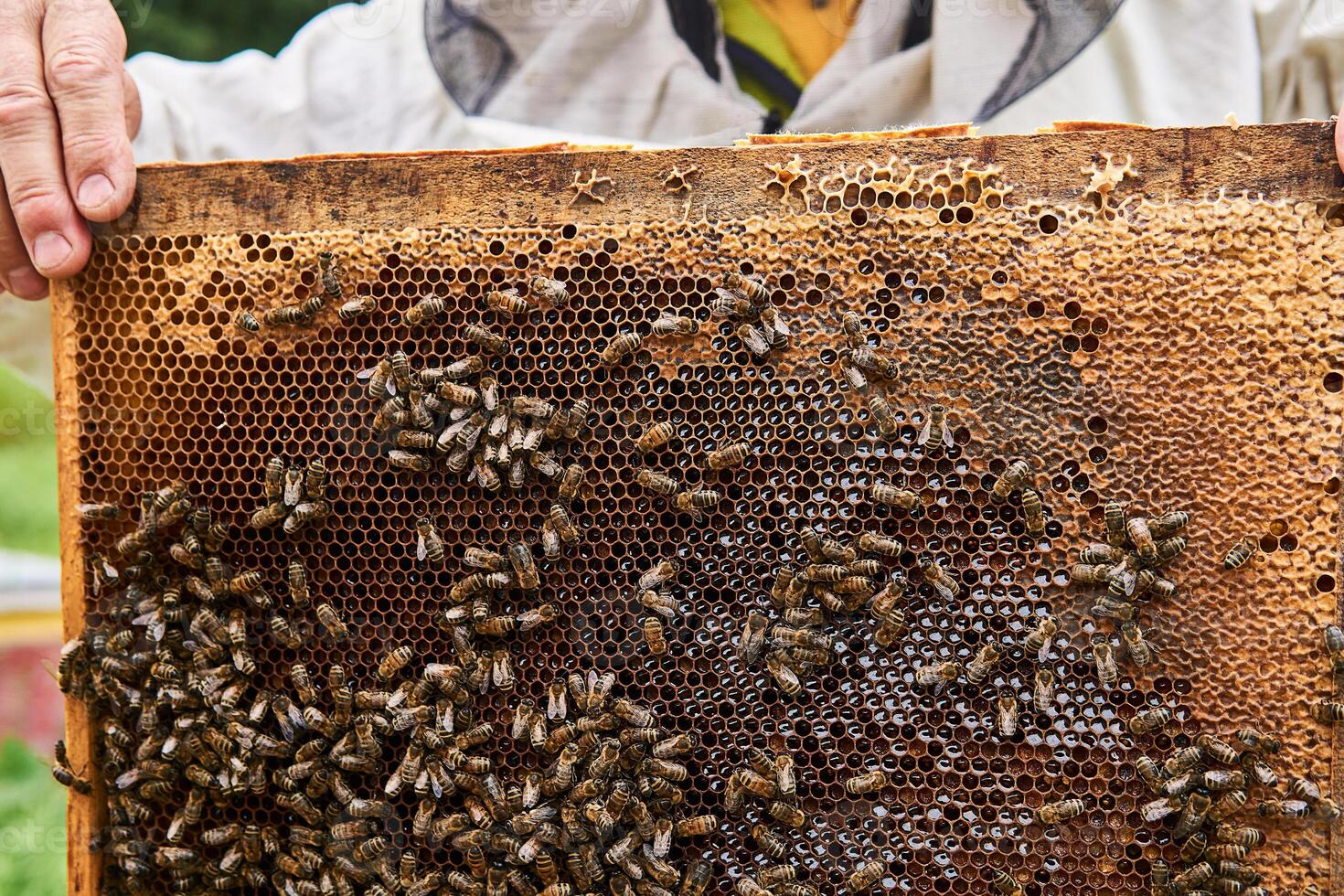 frame with darkened brood combs in the hands of the beekeeper photo