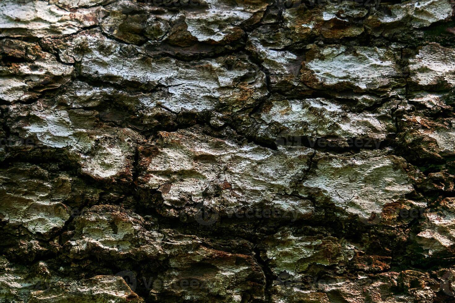 bark texture of old tree close up photo