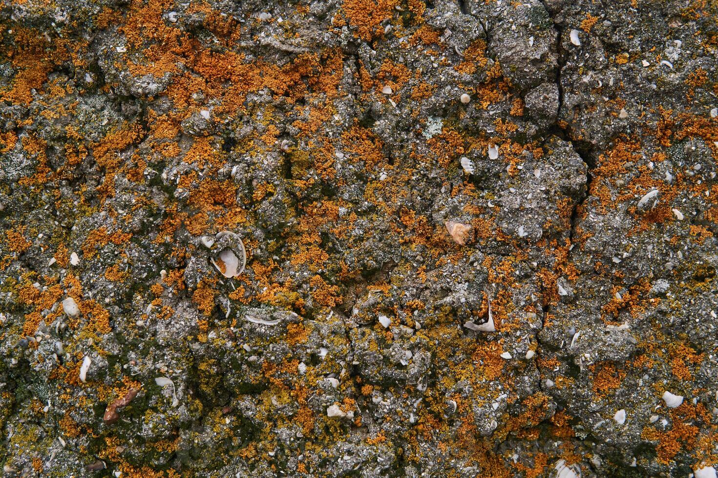 fondo, textura - un caliza superficie con fósil conchas, cubierto con naranja liquen foto