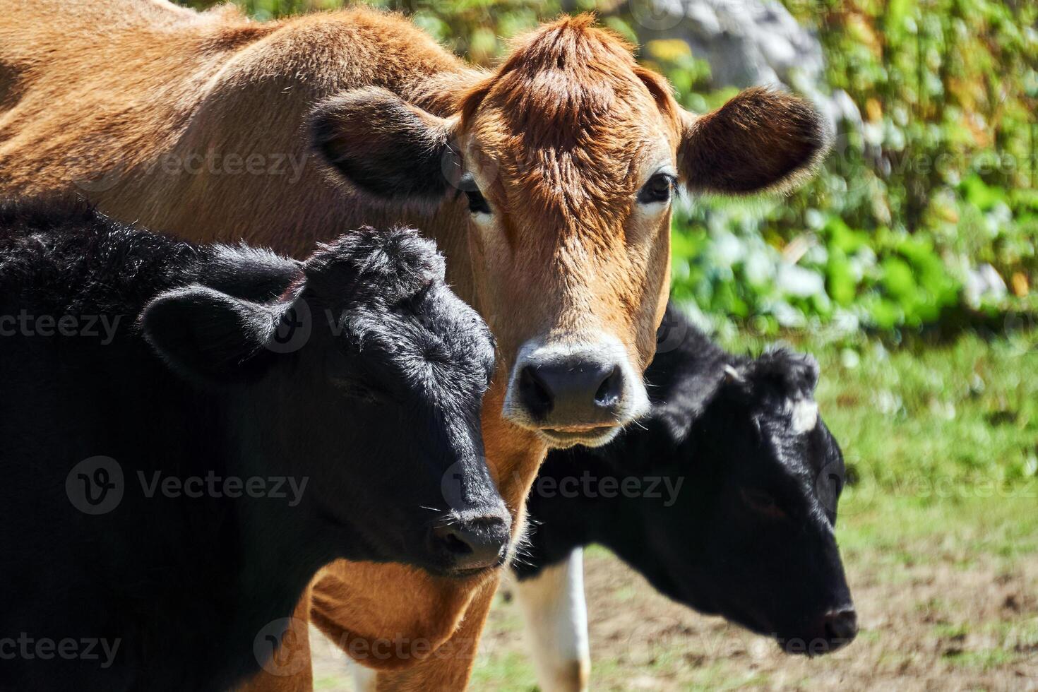 portrait of a cow with two calfs outdoors close up photo