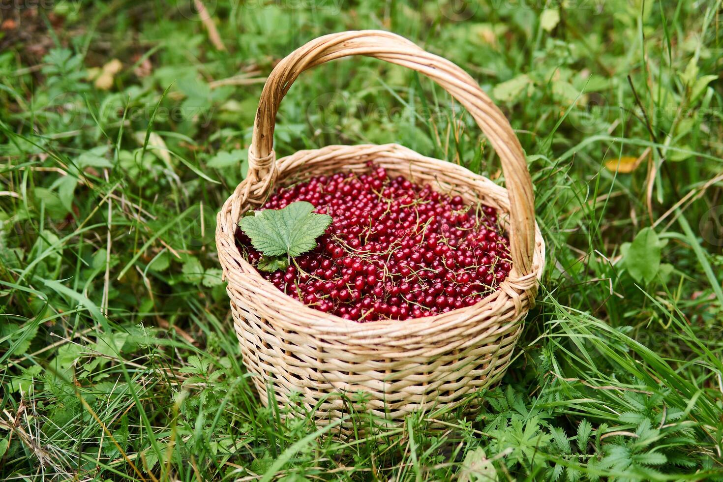 wicker basket with red currant berries stand in the grass photo