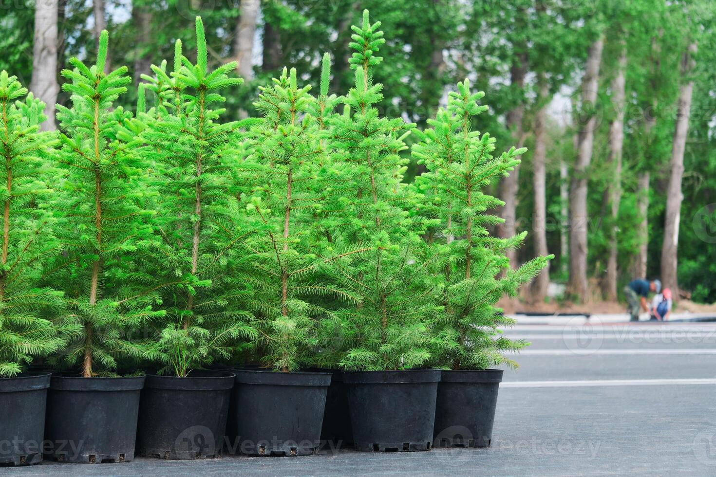 spruce or fir tree seedlings in pots in a tree nursery photo