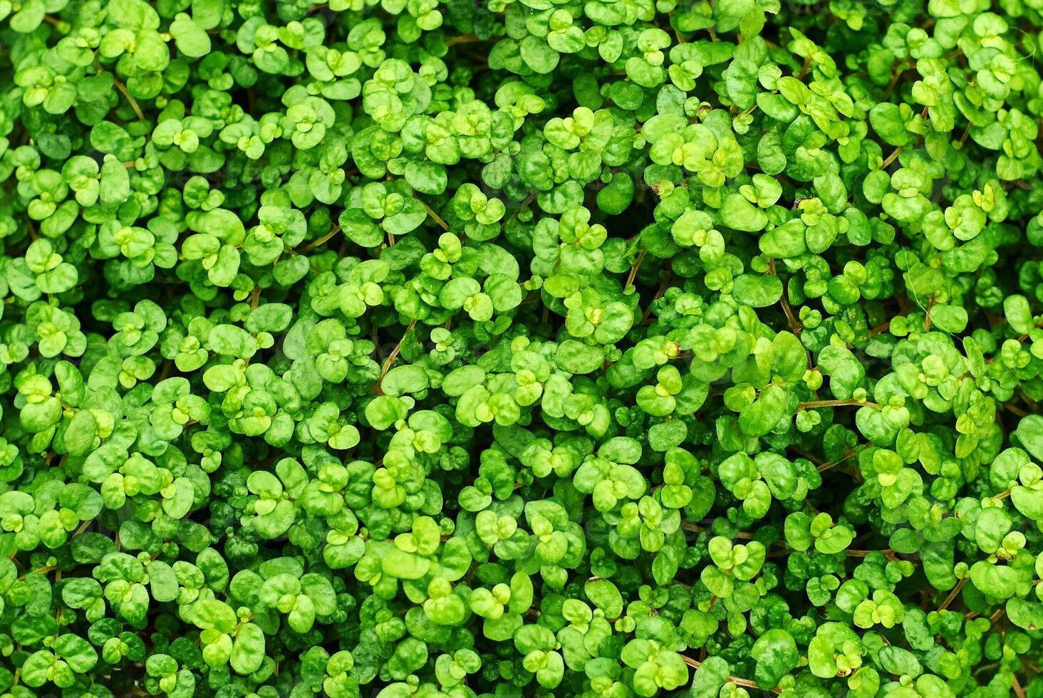 plant background - leaves of Soleirolia plant photo