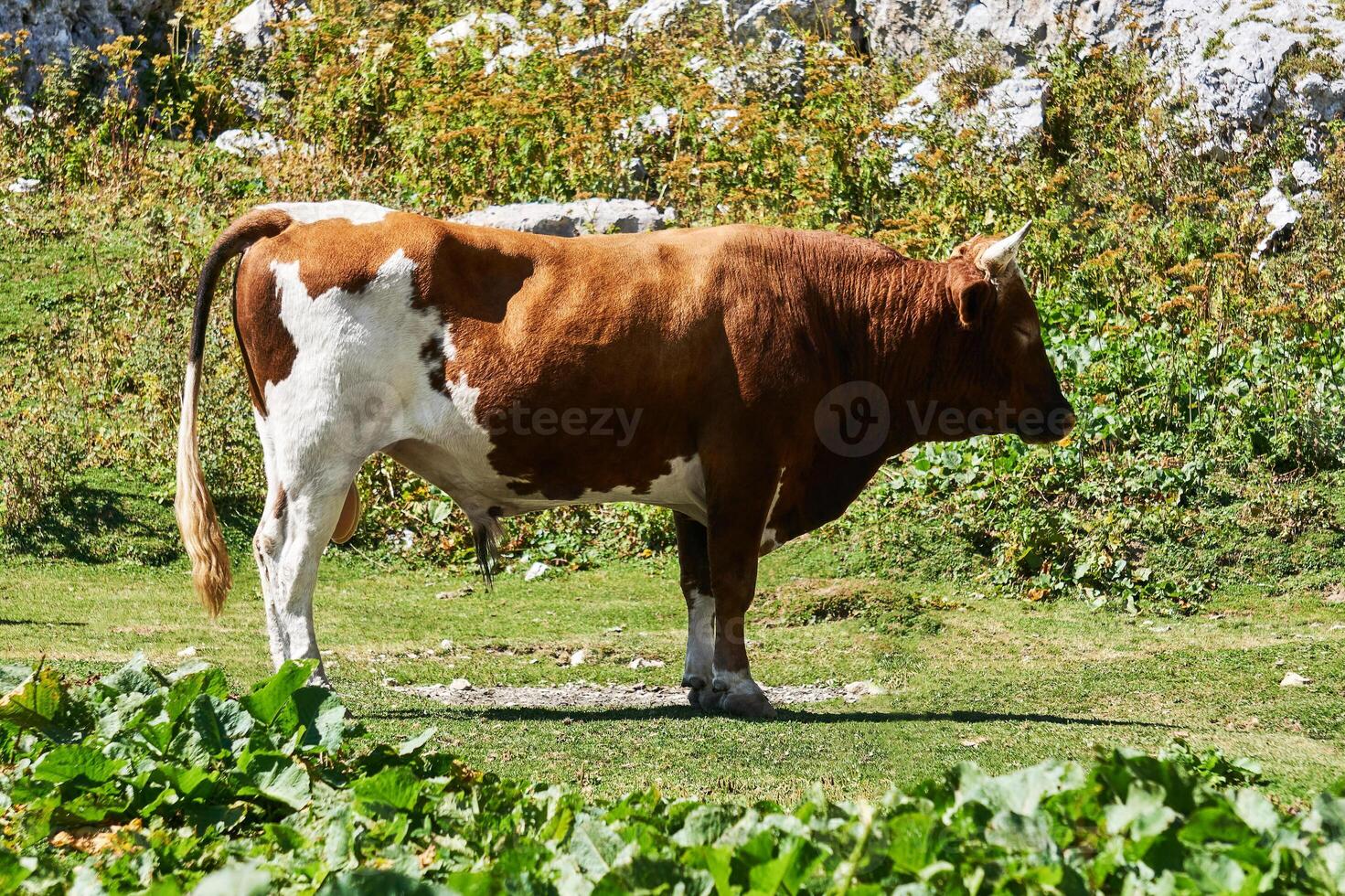 soñoliento blanco y rojo toro en un otoño montaña pasto foto