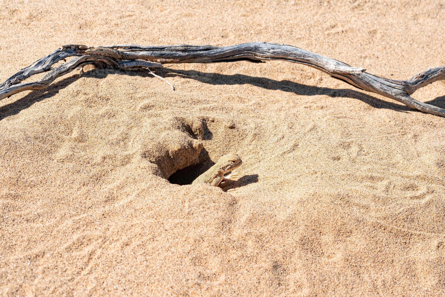 toadhead agama lizard in its burrow in the sand of the desert photo