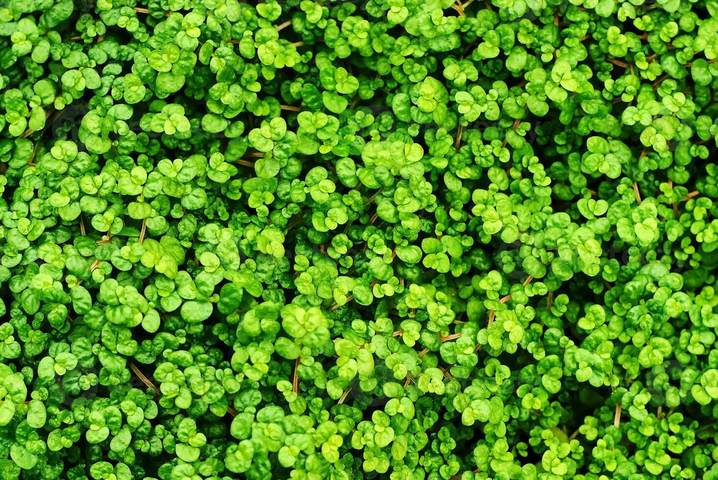 floral background - leaves of soleirolia plant photo