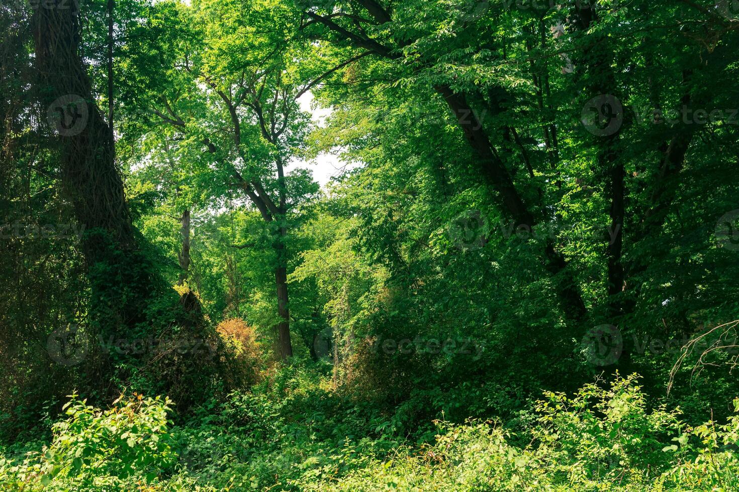 forest landscape, thickets of trees entwined with lianas, in a subtropical deciduous forest photo