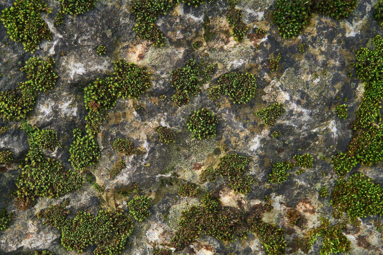 background, texture - green moss on the surface of the rock photo