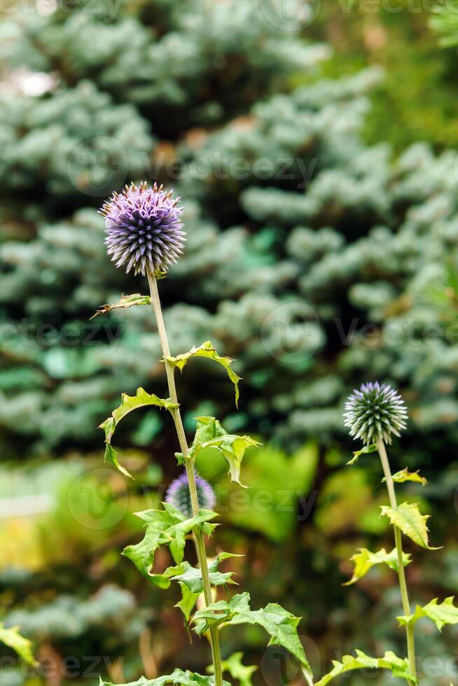 globe thistle flowers on blurry background photo