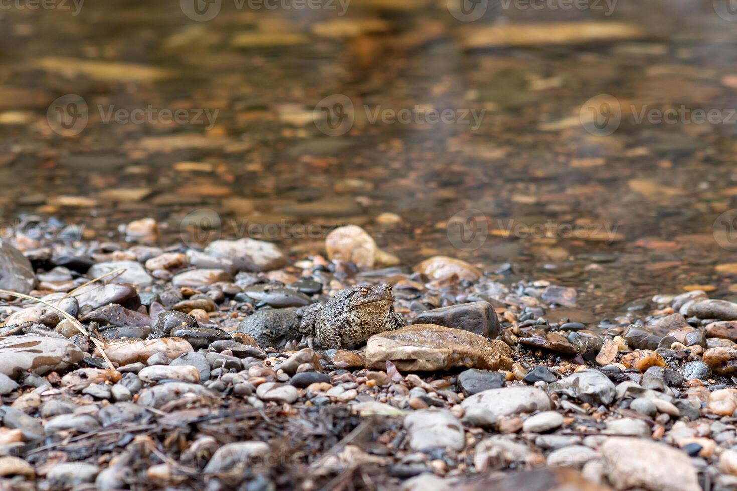 common gray toad camouflaged among the pebbles on the rocky river bank photo