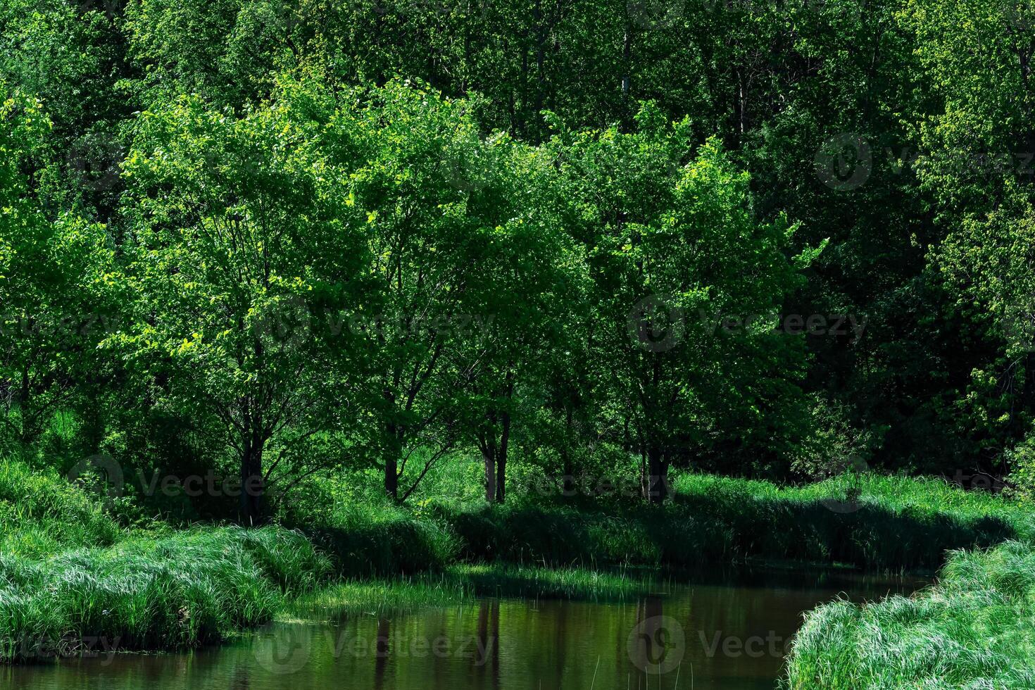 pequeño sombreado bosque río Entre bancos con agua prados foto