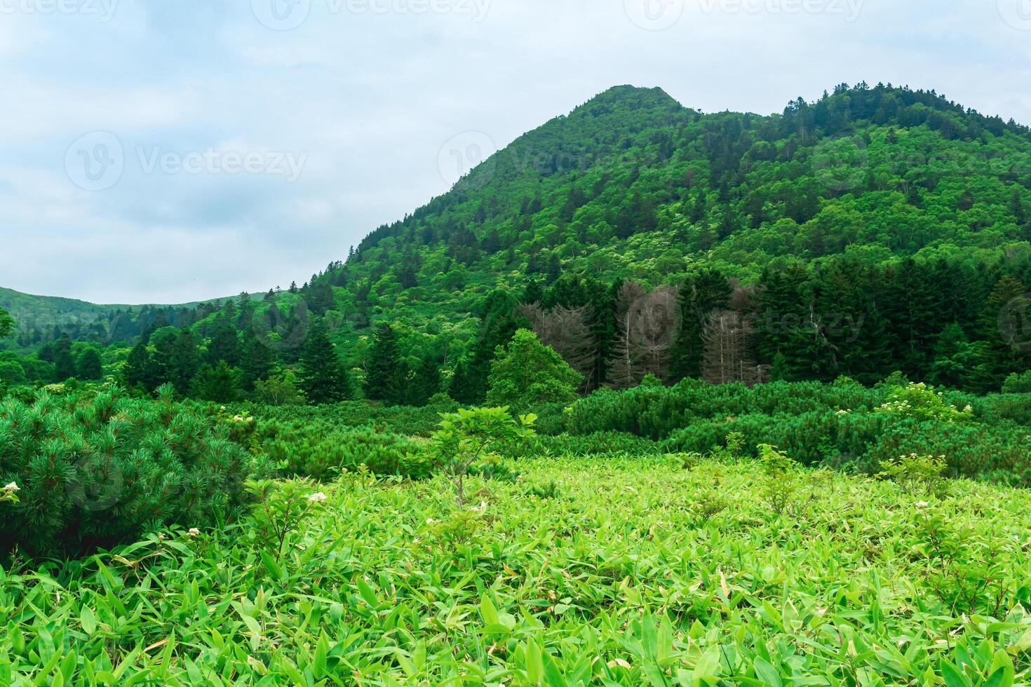 forest landscape of Kunashir island, mountain forest with curved trees and bamboo thickets photo