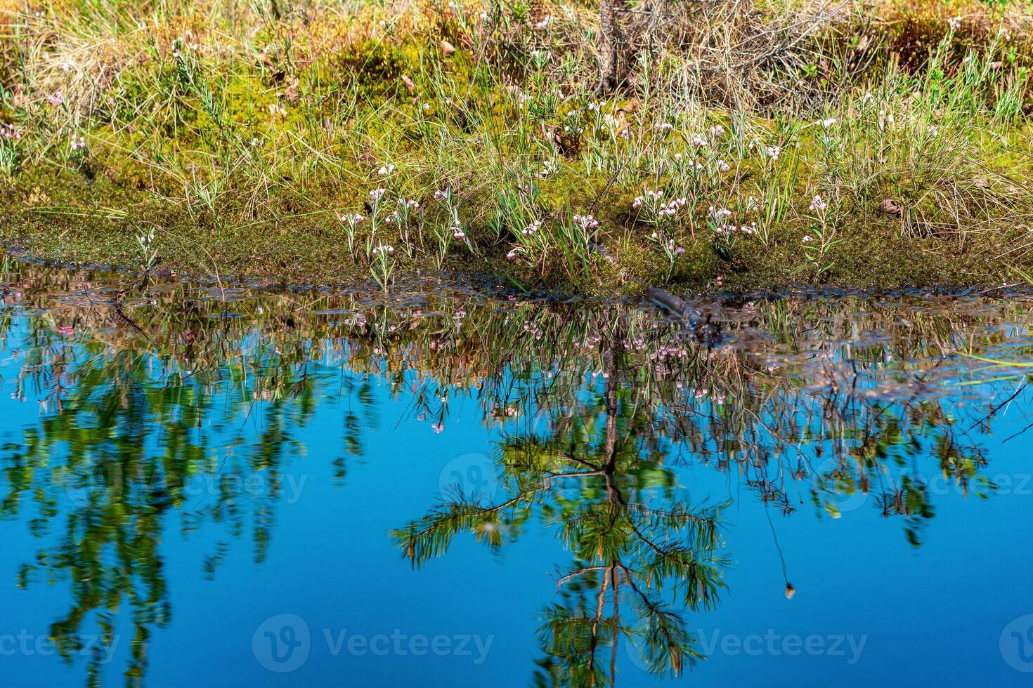 swamp landscape with grass tussocks and reflection in open water photo