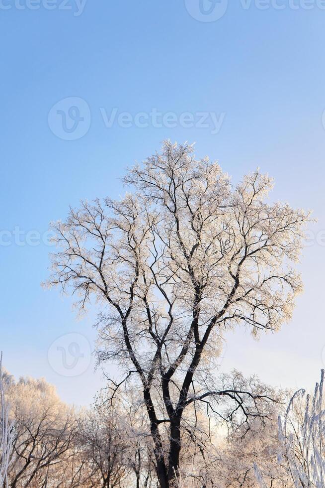 winter tree covered with frost against the blue sky photo