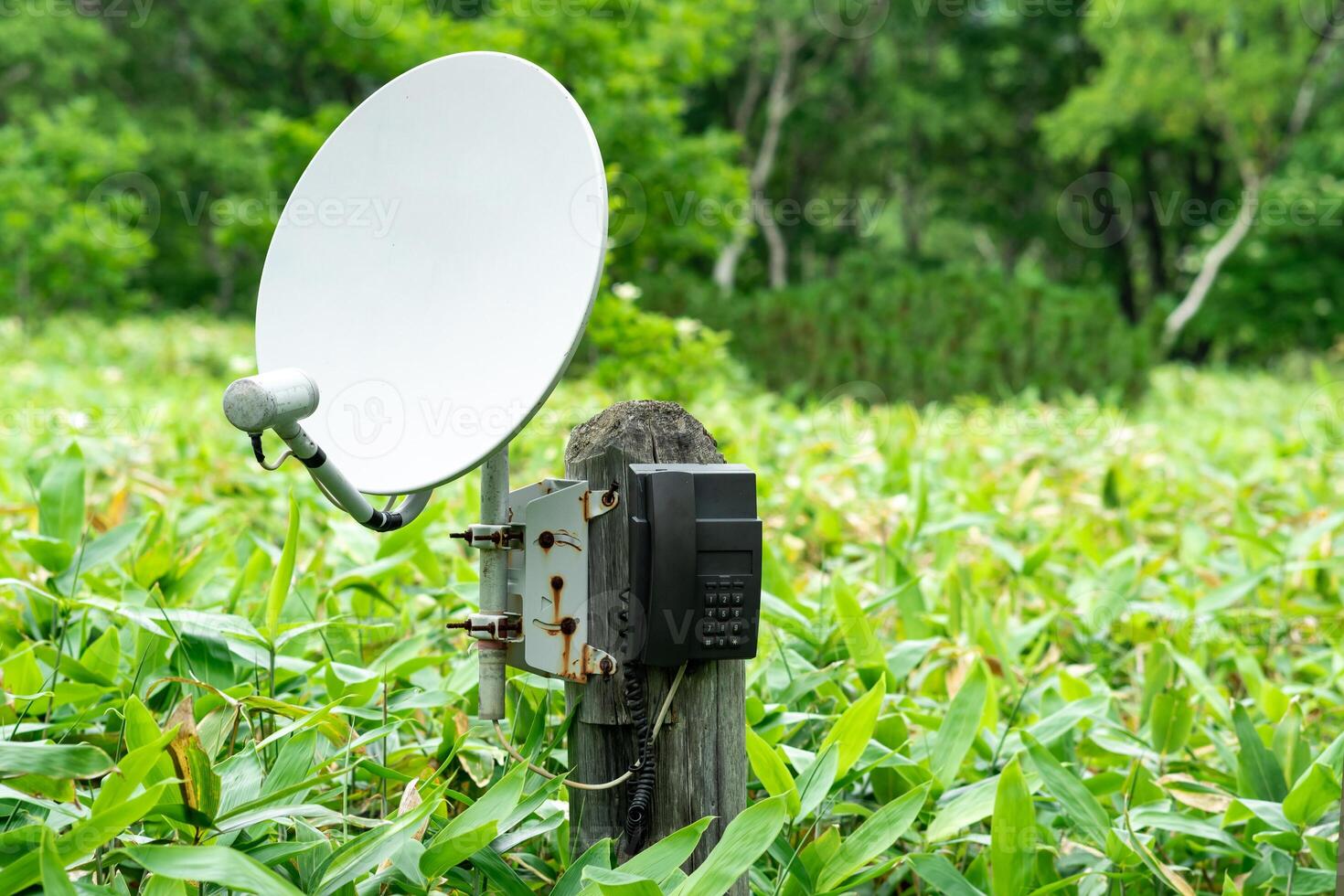 public satellite phone for emergency communication among bamboo thickets in the wilderness in the reserve photo