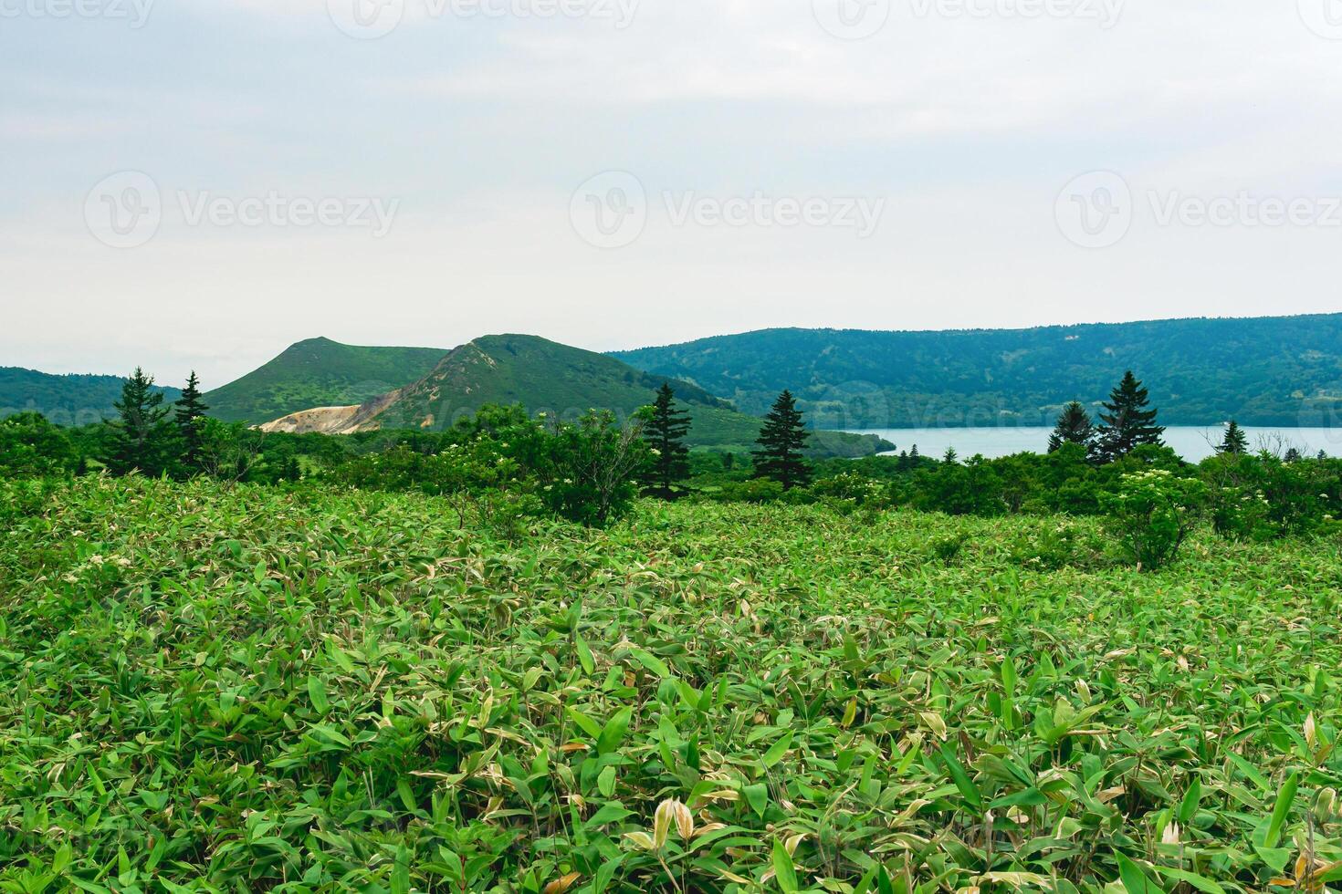 natural landscape of Kunashir island, view of the Golovnin volcano caldera with hot lake thickets of sasa bamboo and dwarf pines photo