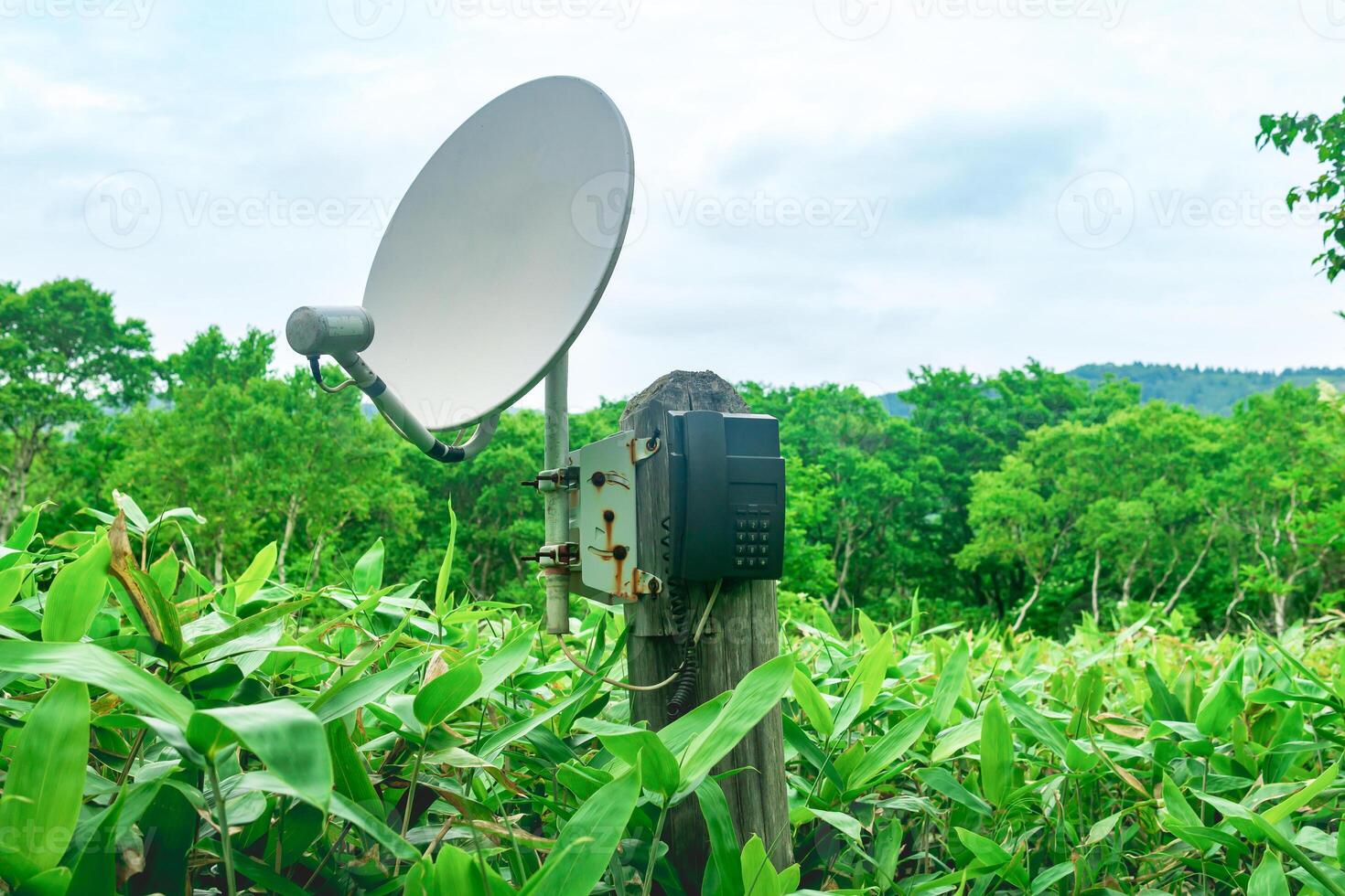 public satellite phone for emergency communication among bamboo thickets in the wilderness in the reserve photo