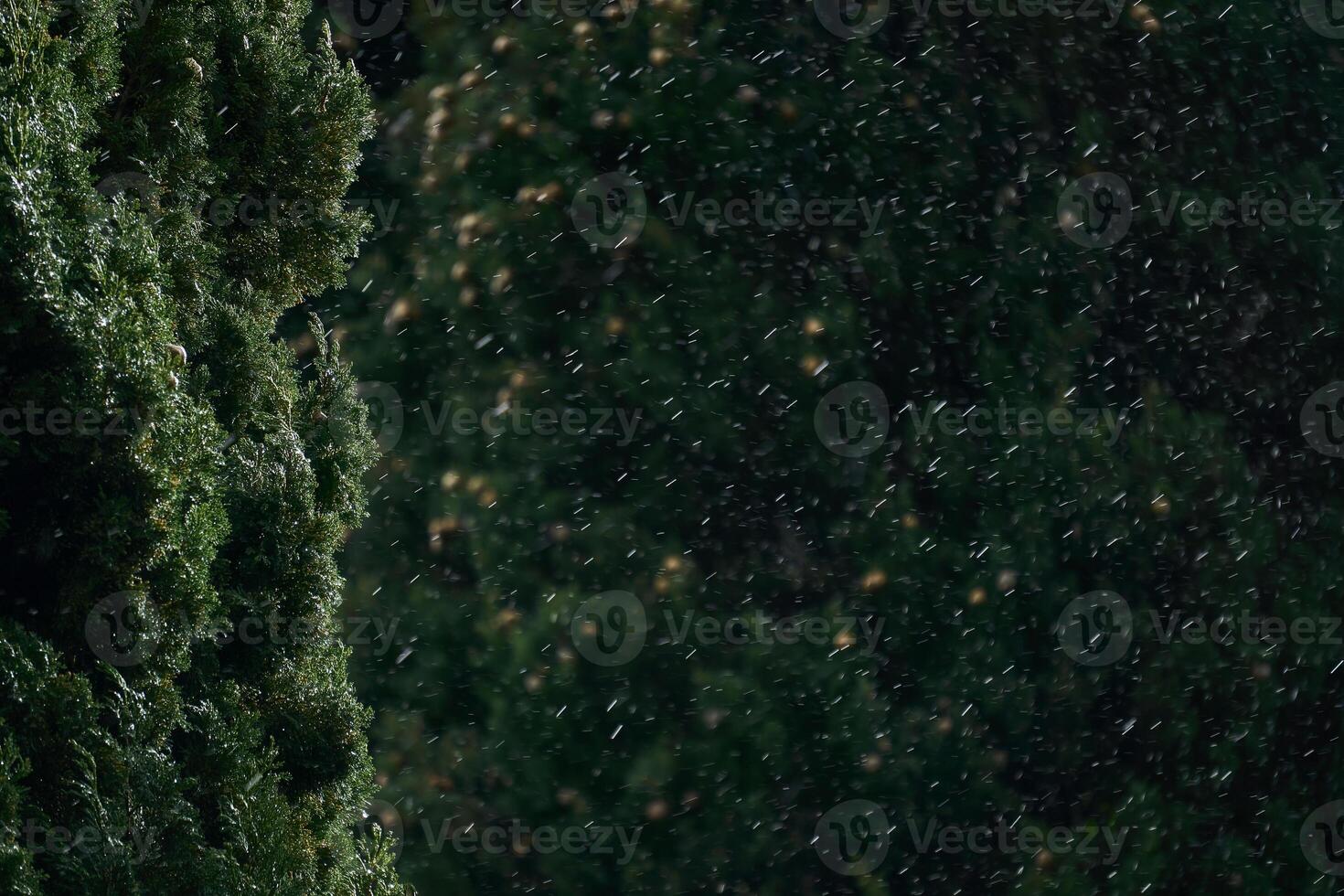 blurred background - sudden snowfall in the subtropics, in the foreground the crown of cypress tree photo