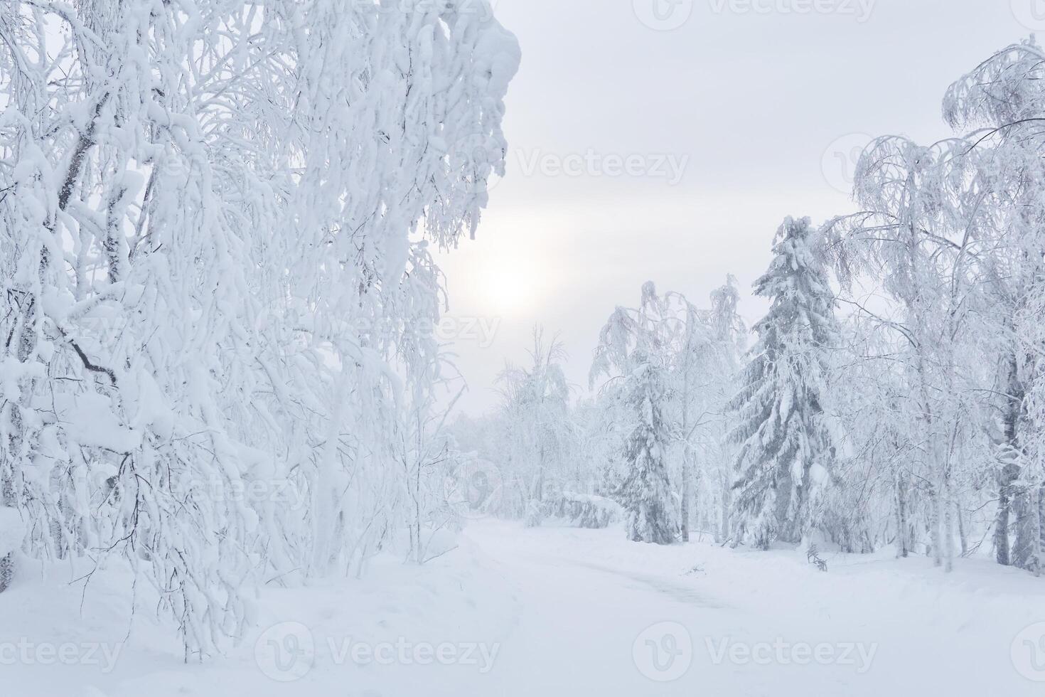 winter snowy road among frozen trees in a frosty landscape after snowfall photo