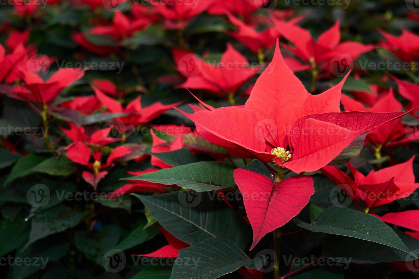 rojo flores de flor de pascua, además conocido como el Navidad estrella o Bartolomé estrella, de cerca foto