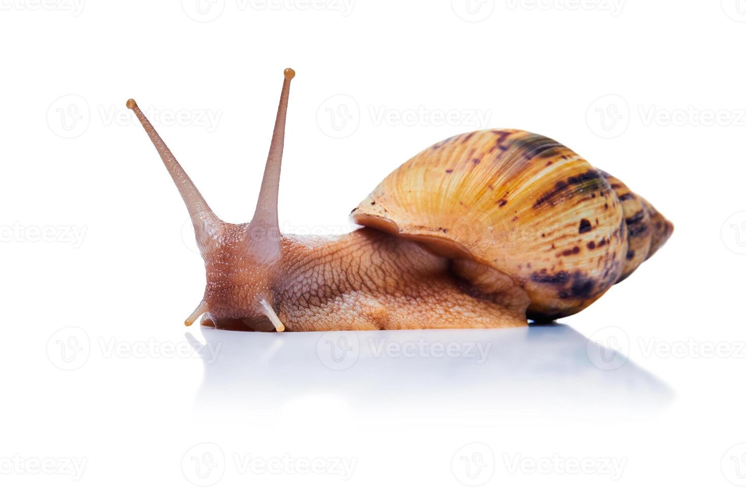 live giant african land snail isolated on white background photo