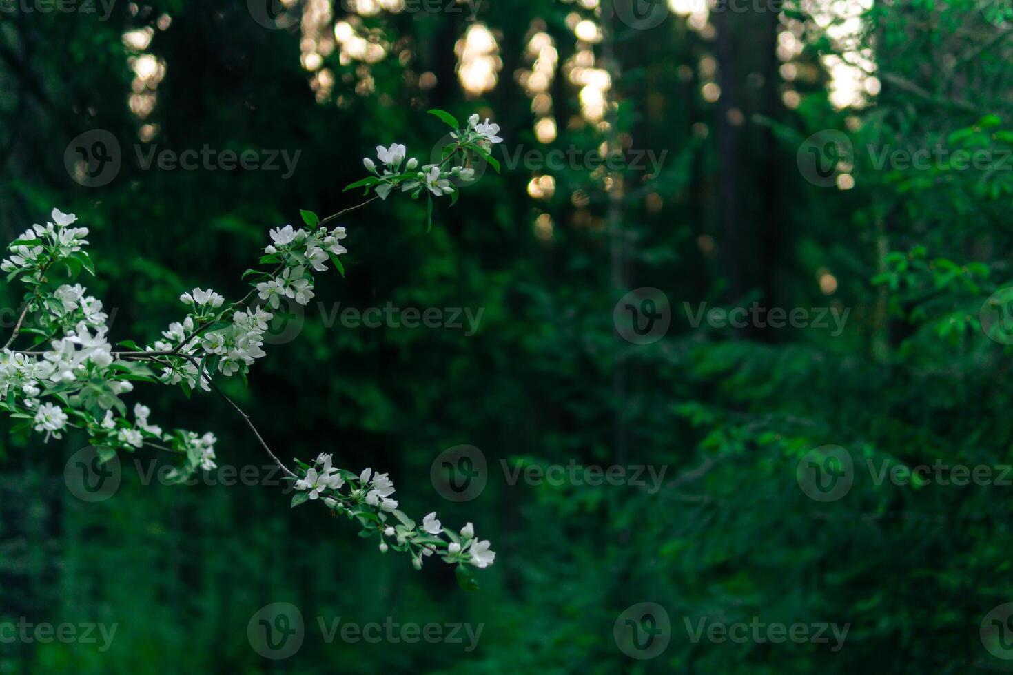 background - blooming apple tree branch against the morning coniferous forest photo