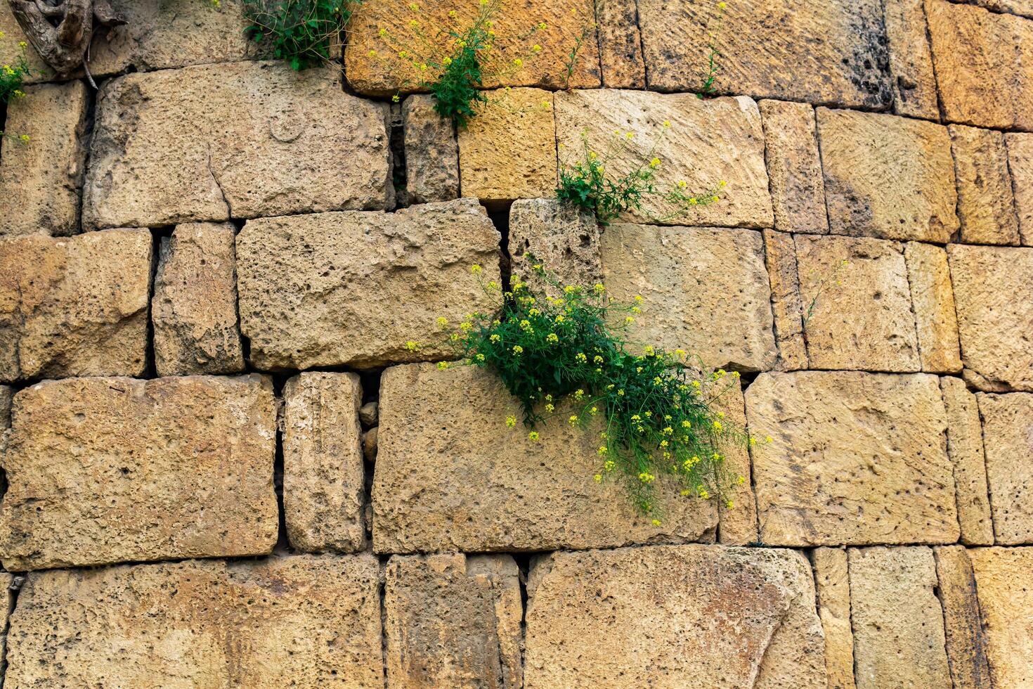 wall of an old castle with grass and flowers growing in the cracks of the masonry photo