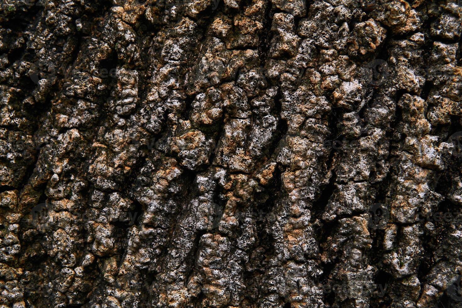 background, texture - bumpy bark of an old tree photo