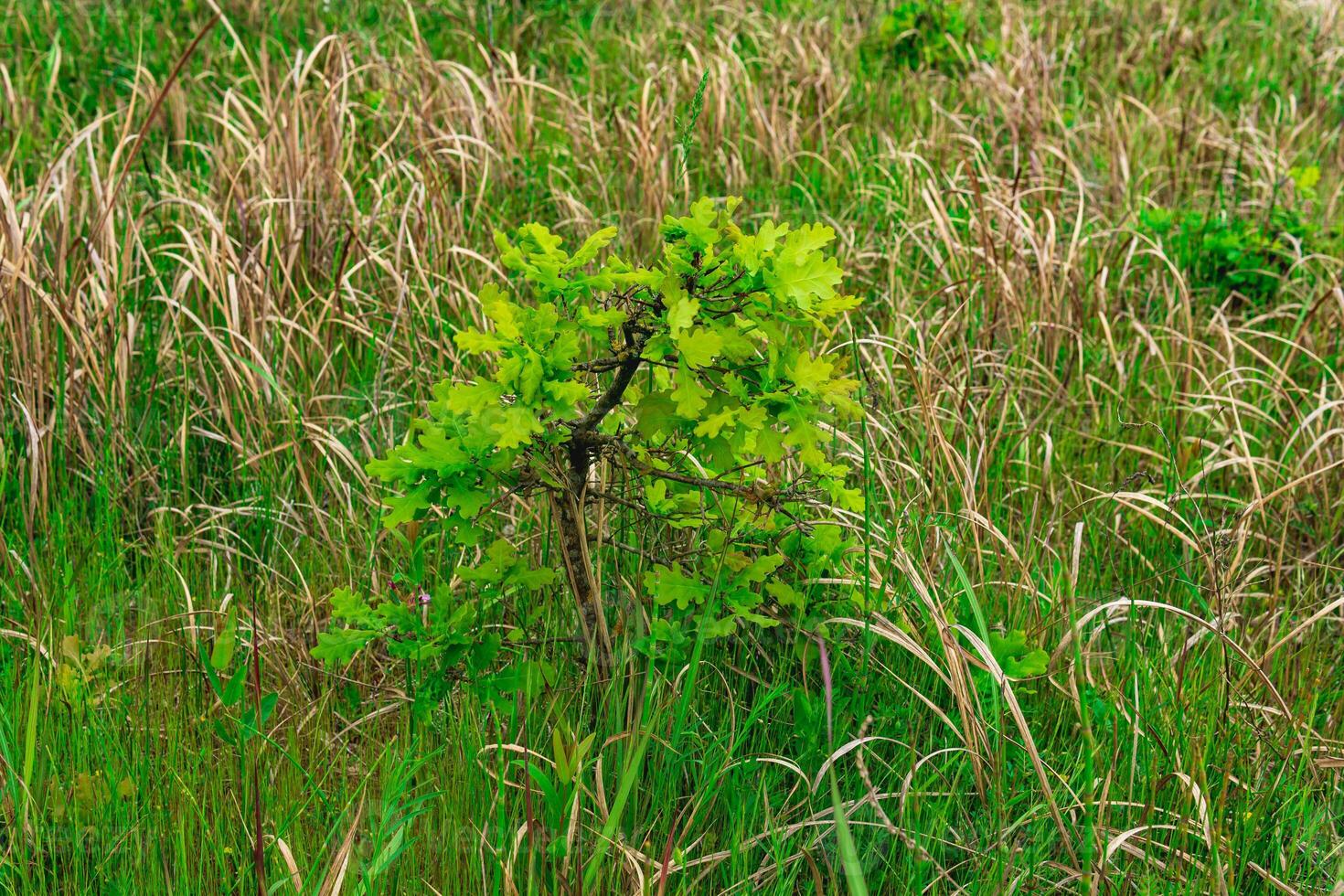 young oak sprouts among the grass photo